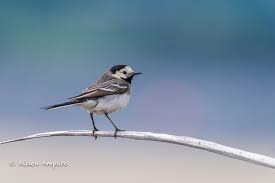 Attēlu rezultāti vaicājumam “Motacilla alba”