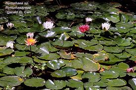 Attēlu rezultāti vaicājumam “Nymphaeaceae”