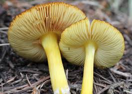 Attēlu rezultāti vaicājumam “Pluteus umbrosus”