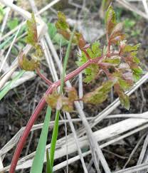 Attēlu rezultāti vaicājumam “Peucedanum oreoselinum leaf”