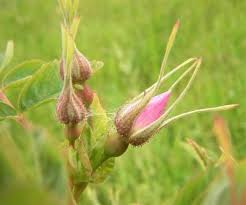 Attēlu rezultāti vaicājumam “Rosa glabrifolia”
