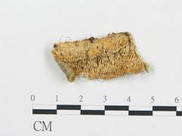 Attēlu rezultāti vaicājumam “Antrodia sinuosa”