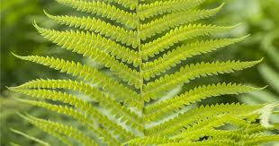 Attēlu rezultāti vaicājumam “Polystichum aculeatum”