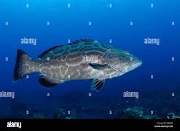 Image result for Mycteroperca bonaci