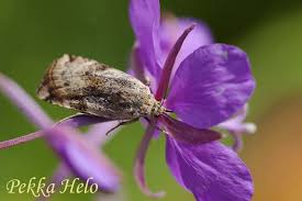 Attēlu rezultāti vaicājumam “Cryptocala chardinyi”