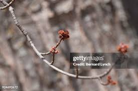 Attēlu rezultāti vaicājumam “Acer saccharinum bud”