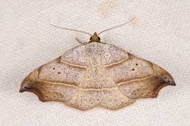 Attēlu rezultāti vaicājumam “Laspeyria flexula”