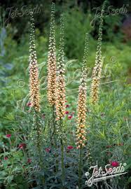 Image result for Digitalis ferruginea
