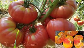 Afbeeldingsresultaat voor crnkovic yugoslavian tomato