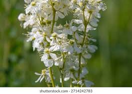 Attēlu rezultāti vaicājumam “Filipendula vulgaris leaf”