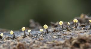 Attēlu rezultāti vaicājumam “Physarum leucophaeum macro”