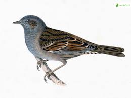 Attēlu rezultāti vaicājumam “Prunella modularis adult”