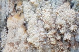 Attēlu rezultāti vaicājumam “Phlebiopsis gigantea”