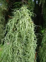 Attēlu rezultāti vaicājumam “Evernia divaricata”