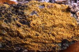 Attēlu rezultāti vaicājumam “Badhamia utricularis plasmodium”