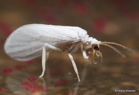 Attēlu rezultāti vaicājumam “Coniopterygidae”