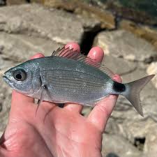 Image result for Oblada melanurus