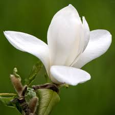 Attēlu rezultāti vaicājumam “Magnolia x loebneri flower”