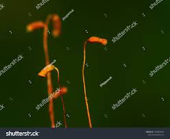 Attēlu rezultāti vaicājumam “Polytrichales”