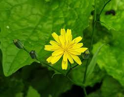 Attēlu rezultāti vaicājumam “Lapsana communis flower”