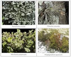 Attēlu rezultāti vaicājumam “Platyhypnidium riparioides”