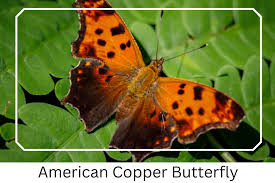 Attēlu rezultāti vaicājumam “Lycaena phlaeas underside”