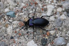 Attēlu rezultāti vaicājumam “Carabus violaceus”