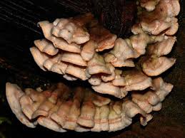 Attēlu rezultāti vaicājumam “Skeletocutis amorpha”