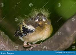 Attēlu rezultāti vaicājumam “Fringilla coelebs juvenile”