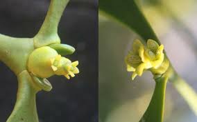 Attēlu rezultāti vaicājumam “Viscum album fruit”