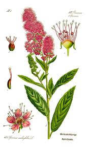 Attēlu rezultāti vaicājumam “Spiraea salicifolia”