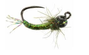 Attēlu rezultāti vaicājumam “Thecabius affinis nymph”