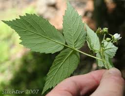 Attēlu rezultāti vaicājumam “Rubus idaeus leaf”