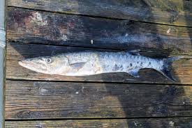 Image result for Sphyraena barracuda