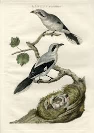 Attēlu rezultāti vaicājumam “Lanius excubitor”