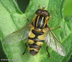 Attēlu rezultāti vaicājumam “Helophilus sp.”