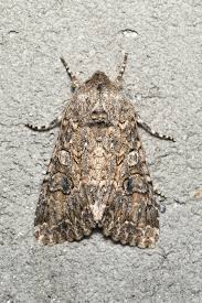 Attēlu rezultāti vaicājumam “Hadula trifolii”