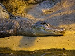 Image result for Alligator mississippiensis