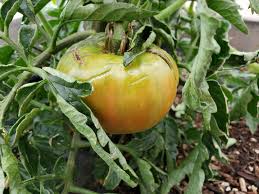 Afbeeldingsresultaat voor blushing yellow tomato