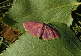 Attēlu rezultāti vaicājumam “Idaea muricata”