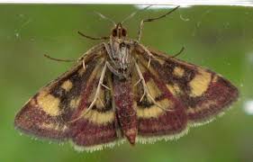 Attēlu rezultāti vaicājumam “Pyrausta purpuralis”