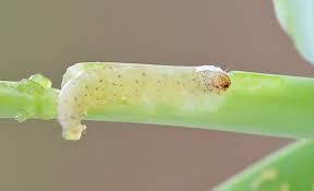 Attēlu rezultāti vaicājumam “Acrolepiopsis assectella”