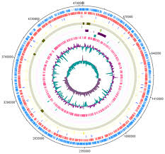 Attēlu rezultāti vaicājumam “Enteridium variabile macro”