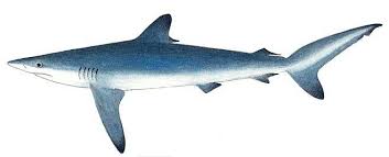 Image result for Carcharhinus falciformis