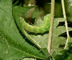 Attēlu rezultāti vaicājumam “Autographa gamma”
