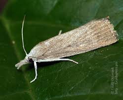 Attēlu rezultāti vaicājumam “Calamotropha paludella”