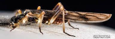 Attēlu rezultāti vaicājumam “Cordulidae”