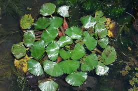 Attēlu rezultāti vaicājumam “Trapa natans leaf”