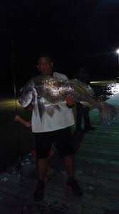 Image result for Pogonias cromis