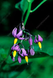 Attēlu rezultāti vaicājumam “Solanum dulcamara flower”